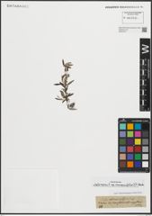 Foto von Salix repens subsp. rosmarinifolia (L.) Andersson